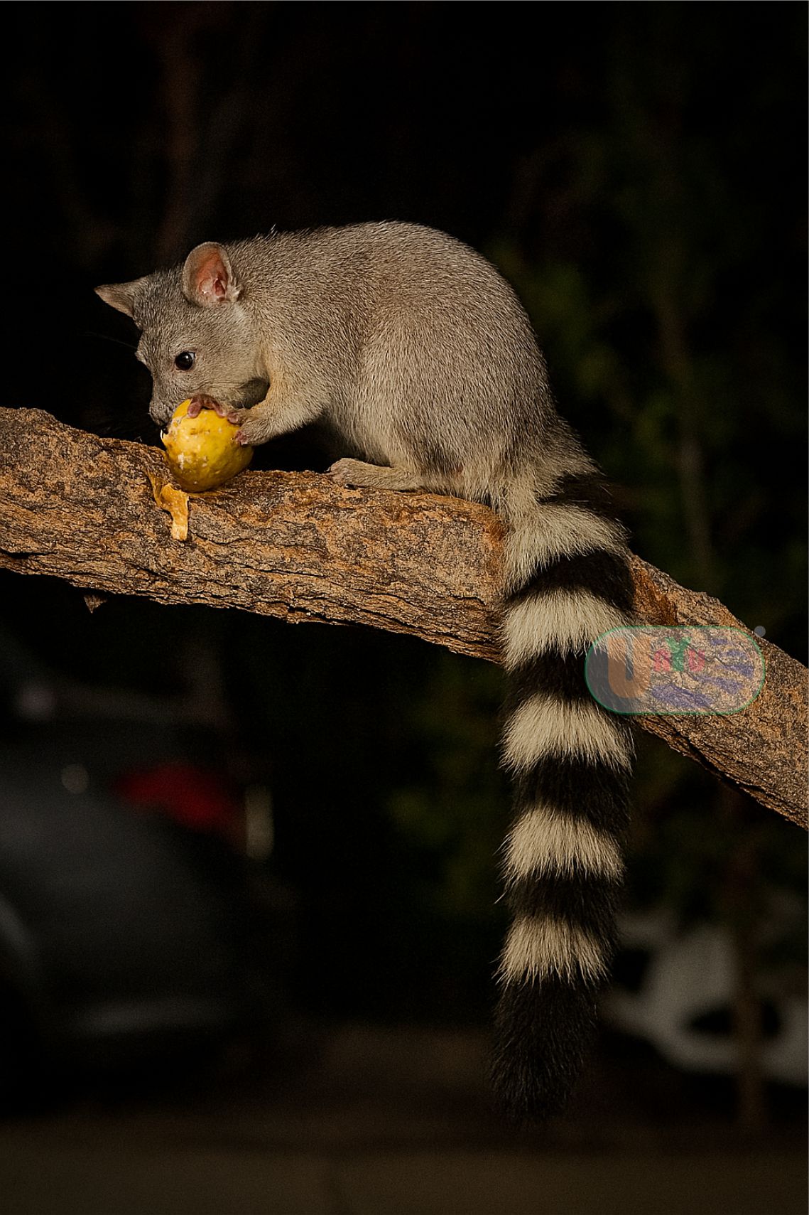 Cacomixtle en su hábitat